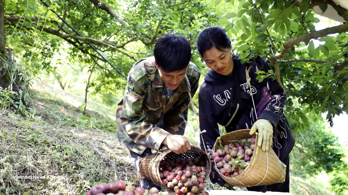 Récolte des prunes précoces dans le hameau de Con Huat, commune de Phieng Khoai. Photo: VNA