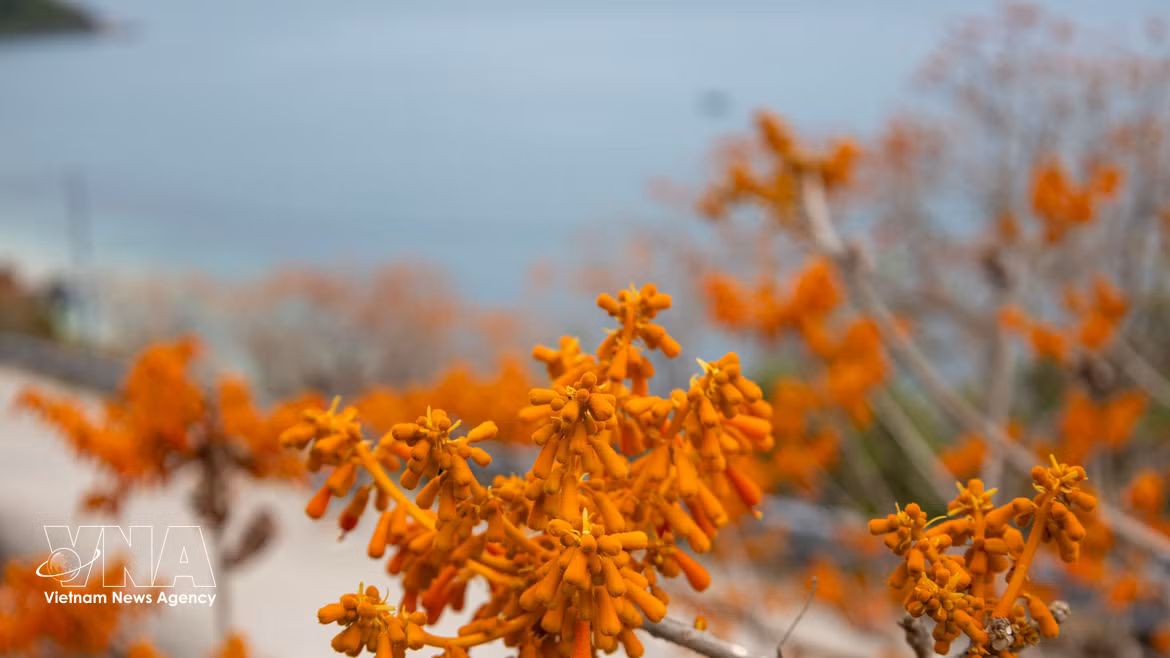 Les fleurs du Firmiana colorata sur l'île de Cu Lao Cham arborescent leur éclatante couleur rouge orangé. Photo: VNA