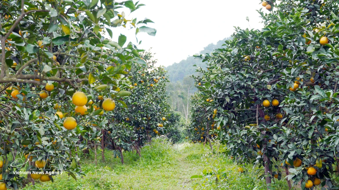 Le Nouvel An lunaire (Têt) 2026 approche, marquant le début de la principale saison de récolte des oranges de Thuong Loc. Photo: VNA