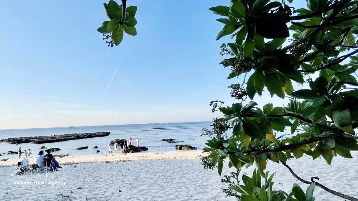 Un arbre « Phong ba » poussant le long de la côte de la pagode Hang. Photo : VNA
