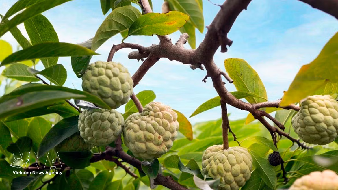 Bénéficiant d'un climat et d'un terroir particulièrement favorables, la pomme cannelle de Bo Ly se caractérise par ses quartiers fermes et sa saveur délicatement sucrée. Photo: VNA