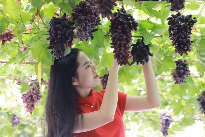 Une visiteuse découvre Suôi Tiên Farm.