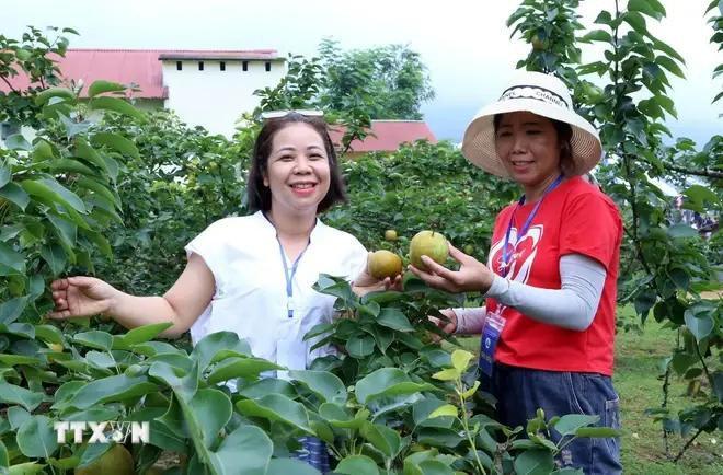 Les touristes récoltent des poires dans un farmstay. Photo: VNA sapa 1.webp
