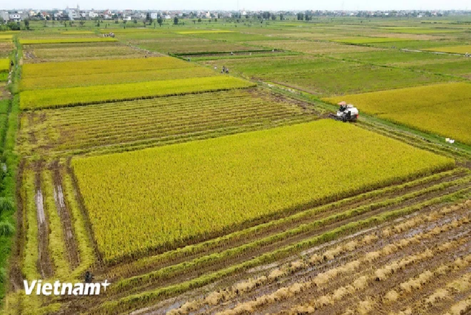 Avec ses 50 hectares de rizières, Phan Quoc Cuong, âgé de 27 ans et originaire de la commune de Vu Le, est devenu l'un des plus grands producteurs de riz de la province de Thai Binh. Photo : VietnamPlus tb2.png