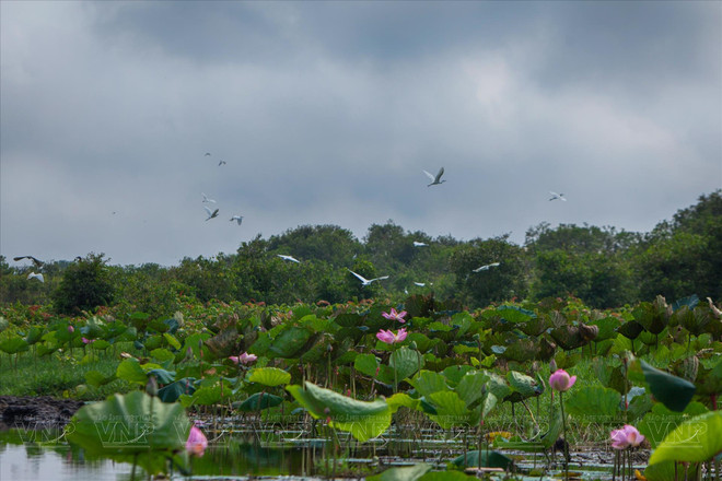 L'étang de lotus de la ferme Dat Phuong Nam est un véritable tableau vivant. Ses eaux calmes reflètent la beauté des fleurs de lotus rose pâle ou blanches, tandis que leur parfum délicat embaume l'air. Photo : VI 4.jpg