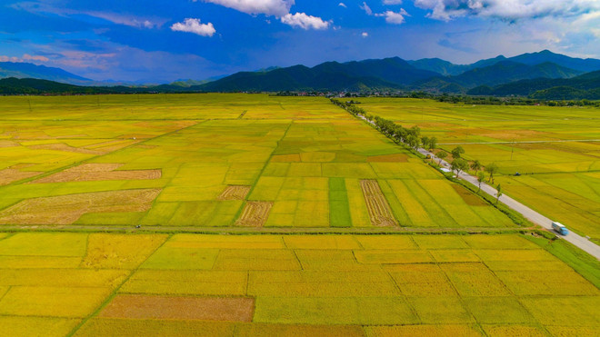 Saison de riz doré. Photo : VNA 3.jpg