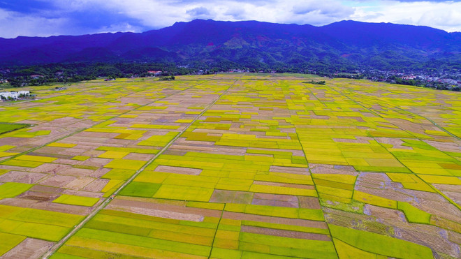 A la saison des moissons, le champ de Muong Thanh se transforme en une palette de couleurs vibrantes. Photo : VNA 5.jpg