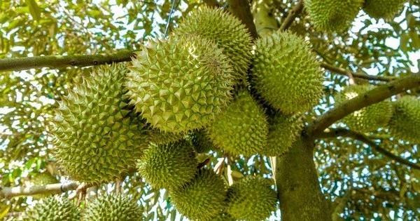 Le durian est un produit ayant la plus forte croissance du chiffre d’affaires à l’exportation en 2024. Photo : Vietnamplus cafe 3.webp