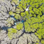Quang Ngai : la mangrove de Bau Ca Cai, « poumon vert » sauvage et attrayant