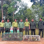 Se préparer à relâcher un groupe d'oiseaux dans leur milieu naturel. Photo : VNA