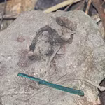 Des objets découverts dans la grotte de Da Sap. Photo : VNA