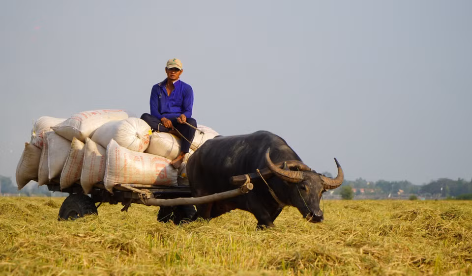 Selon la distance parcourue, le coût du transport varie entre 7 000 et 10 000 dongs par sac, de la rizière au point de collecte. Chaque charrette à buffles peut transporter en moyenne 15 sacs de riz par trajet.