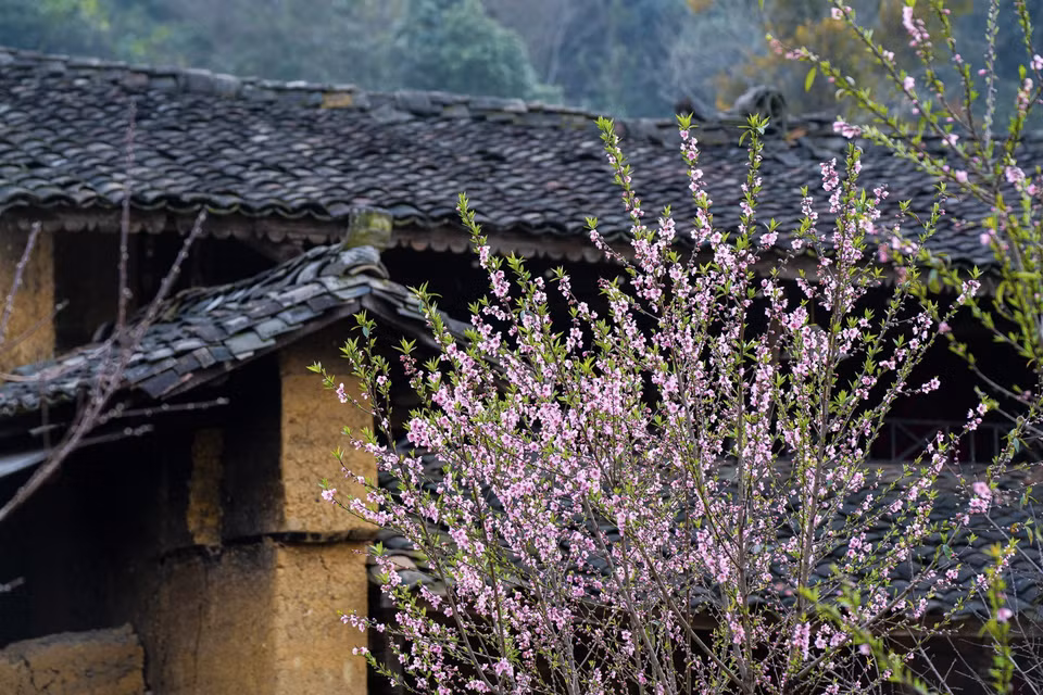 Fleurs de pêcher et toits aux tuiles yin-yang dans le village de Lô Lô, commune de Lung Cu, district de Dông Van, à Hà Giang.