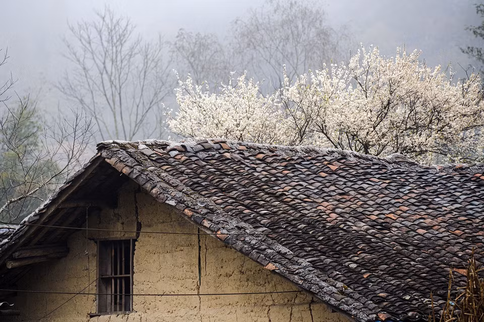 Poiriers en fleurs près d'une maison dans la commune de Pho Bang, district de Dông Van, Hà Giang.