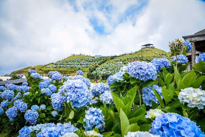 Les majestueuses fleurs d'hortensias. Photo : Anh Tuan – VNA