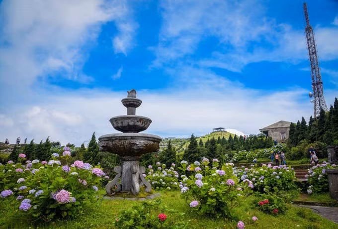 Hortensias colorées au sommet du mont Mâu Son. Photo : Anh Tuan – VNA