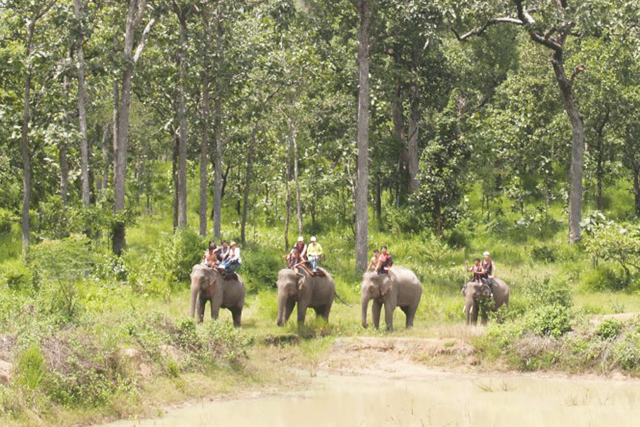Photo: baogialai.com.vn