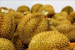 Au premier semestre, le Vietnam a exporté 5 217 lots de durian frais, totalisant près de 130 000 tonnes. Concernant le durian congelé. Photo: VNA