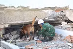 Les chiens de recherche sont déployés en premier pour repérer les zones où pourraient se trouver des victimes. Photo: VNA