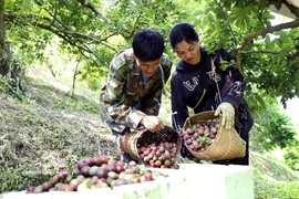 Récolte des prunes précoces dans le hameau de Con Huat, commune de Phieng Khoai. Photo: VNA