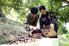 Récolte des prunes précoces dans le hameau de Con Huat, commune de Phieng Khoai. Photo: VNA