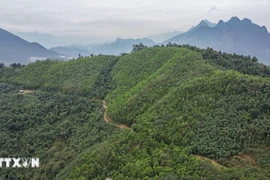 Le Vietnam recevra 5 millions de dollars entre septembre et octobre, provenant du transfert supplémentaire d'un million de tonnes de CO2 à la Banque mondiale. Photo: VNA