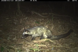 Un animal sauvage pris à la piège photographique dans la sanctuaire de My Son. Photo: Comité de gestion de la sanctuaire de My Son