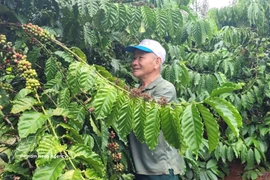 Le café est un produit d'exportation phare du Vietnam vers la Tunisie. Photo: VNA