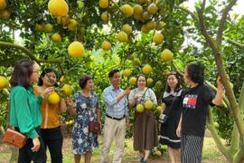 La province de Bac Ninh mettra en œuvre plusieurs mesures pour élargir les zones de culture, notamment pour les arbres fruitiers phares et les légumes. Photo: ministère de l'Industrie et du Commerce