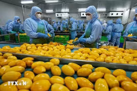 Le Vietnam vise 8 milliards de dollars de valeur d'exportation de fruits et légumes en 2025. Photo: VNA