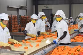 Fin octobre 2025, les exportations vietnamiennes de fruits et légumes ont atteint 7,05 milliards de dollars. Photo: nhandan.vn