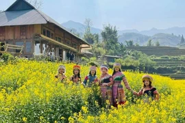 Le site touristique national de Sa Pa est actuellement à l’apogée de sa beauté. Photo: VNA