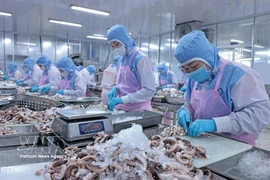 Les exportations vietnamiennes de calmars et de poulpes ont dépassé 111 millions de dollars au cours des deux premiers mois de 2026. Photo: VNA