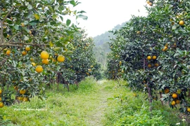 Le Nouvel An lunaire (Têt) 2026 approche, marquant le début de la principale saison de récolte des oranges de Thuong Loc. Photo: VNA