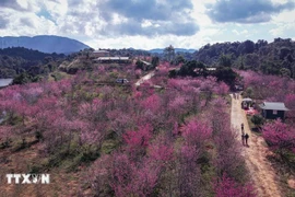 L'îlot des cerisiers de la commune de Muong Phang est devenue une attraction populaire à Dien Bien. Photo: VNA