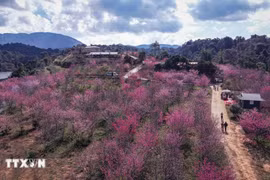 L'îlot des cerisiers de la commune de Muong Phang est devenue une attraction populaire à Dien Bien. Photo: VNA