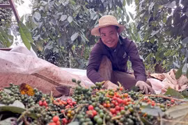 Au cours des deux premiers mois de l’année, le Vietnam a exporté 28.000 tonnes de poivre pour 188,7 millions de dollars. Photo: VNA