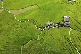 Photo: VNA