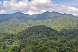 Souvent qualifiées de « poumons verts » de la planète, les forêts soutiennent silencieusement la vie et protègent les communautés face à l’intensification des aléas climatiques. Photo: VNA