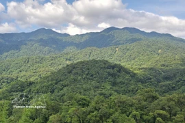 Souvent qualifiées de « poumons verts » de la planète, les forêts soutiennent silencieusement la vie et protègent les communautés face à l’intensification des aléas climatiques. Photo: VNA