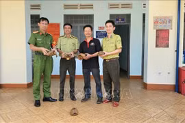 Réception de cinq tortues à tête jaune à Gia Lai. Photo: VNA