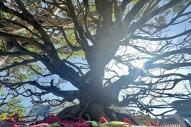 Des abricotiers à prix exorbitant au marché aux fleurs de Long Xuyen 