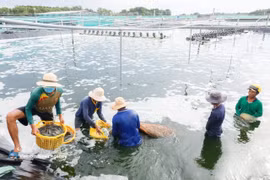 Récolte de crevettes à Ca Mau. Photo : VNA