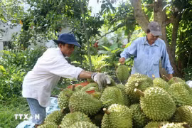 En 2024, le commerce des produits agricoles entre le Vietnam et la Chine a atteint 17,8 milliards de dollars. Photo: VNA