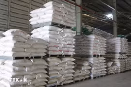 Les exportations vietnamiennes devraient atteindre 8 millions de tonnes cette année. Photo: VNA