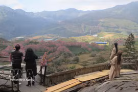 Des touristes admirent un jardin de cerisiers à Sa Pa. Photo: VNA