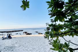 Un arbre « Phong ba » poussant le long de la côte de la pagode Hang. Photo : VNA
