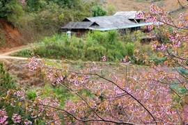 Mu Cang Chai inaugurera le soir du 3 janvier 2026, le festival du Khen (orgue à bouche) et des fleurs de cerisier sauvage 2026, avec de nombreuses activités originales. Photo: VNA