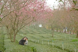 La floraison des abricotiers-cerisiers attirent les foules à Da Lat chaque début du printemps