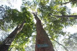 la forêt occupe une place importante dans le développement du pays. Au-delà de son rôle de « poumon vert », elle constitue un espace de subsistance pour des millions de personnes. Photo: VNA